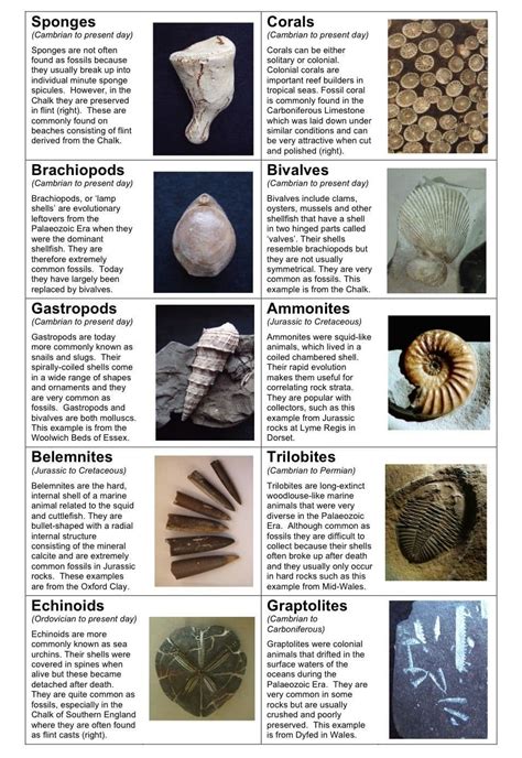 pictures of fossils in rocks